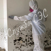 Удаление плесени